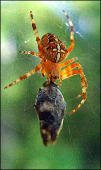 Spider munching on a caught fly